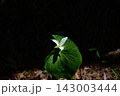 深山に咲くオオバナノエンレイソウ（大花延齢草） 143003444