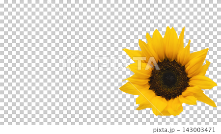 A single yellow sunflower, transparent background, macro. A single yellow sunflower, transparent background, macro. 143003471