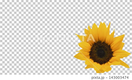 A single yellow sunflower, transparent background, macro. A single yellow sunflower, transparent background, macro. 143003474