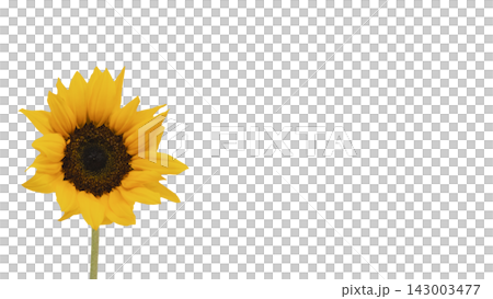 A single yellow sunflower, transparent background, macro. A single yellow sunflower, transparent background, macro. 143003477