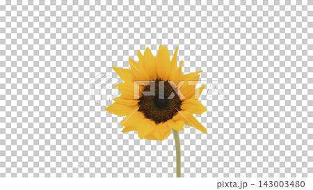 A single yellow sunflower, transparent background, macro. A single yellow sunflower, transparent background, macro. 143003480