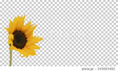 A single yellow sunflower, transparent background, macro. 143003482