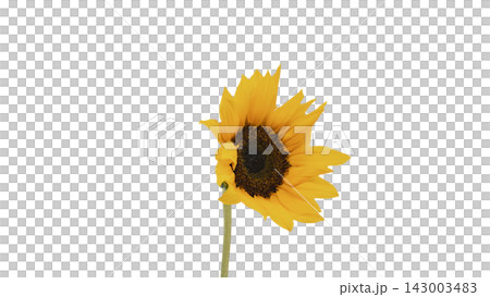 A single yellow sunflower, transparent background, macro. A single yellow sunflower, transparent background, macro. 143003483