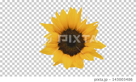 A single yellow sunflower, transparent background, macro. A single yellow sunflower, transparent background, macro. 143003486