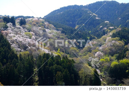 【神奈川県】山に咲く桜 【神奈川県】山に咲く桜 143003739