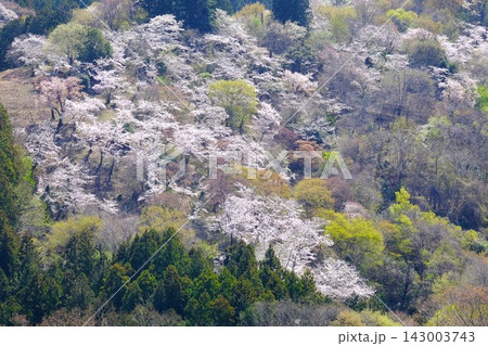 【神奈川県】稲生の桜山が満開 【神奈川県】稲生の桜山が満開 143003743