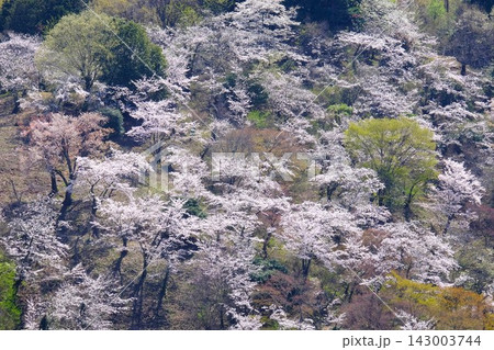 【神奈川県】山に咲く桜の園 143003744