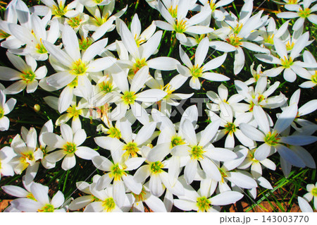 タマスダレ(ゼフィランサス・カンジダ)の満開の花の風景 タマスダレ(ゼフィランサス・カンジダ)の満開の花の風景 143003770