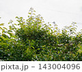 新芽 143004096
