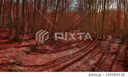 Road through a autumn beech forest covered with red fallen leaves Road through a autumn beech forest covered with red fallen leaves 143004116