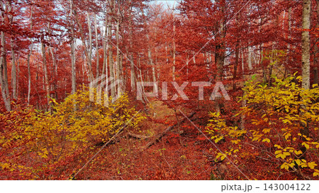 Landscape of autumn beech forest with red foliage 143004122