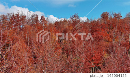Landscape of autumn beech forest with red foliage and blue sky Landscape of autumn beech forest with red foliage and blue sky 143004123