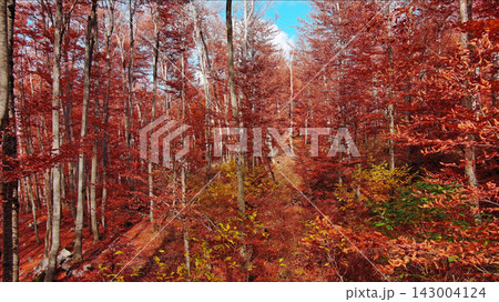 Landscape of autumn beech forest with red foliage 143004124
