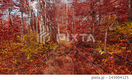Landscape of autumn beech forest with red foliage Landscape of autumn beech forest with red foliage 143004125