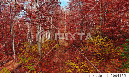 Landscape of autumn beech forest with red foliage Landscape of autumn beech forest with red foliage 143004126