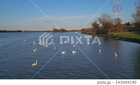 Flock of white swans swimming on the Danube river 143004140