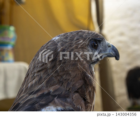Side profile of a red tailed hawk looking right in soft light at an outdoor setting Side profile of a red tailed hawk looking right in soft light at an outdoor setting 143004356