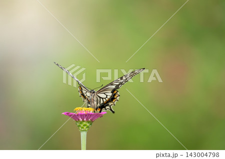 花にとまるアゲハチョウ 花にとまるアゲハチョウ 143004798
