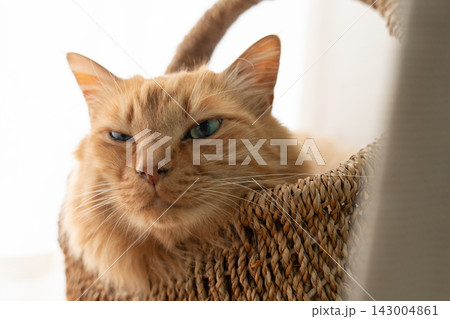 籠の中の猫　茶トラ猫 143004861