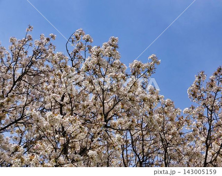 青空に伸びるサクラの花 青空に伸びるサクラの花 143005159