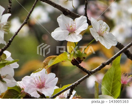 上を見る、白いサクラの花 上を見る、白いサクラの花 143005163