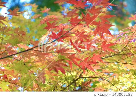 赤く染まった紅葉 赤く染まった紅葉 143005185