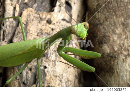 カマキリの顔 カマキリの顔 143005273