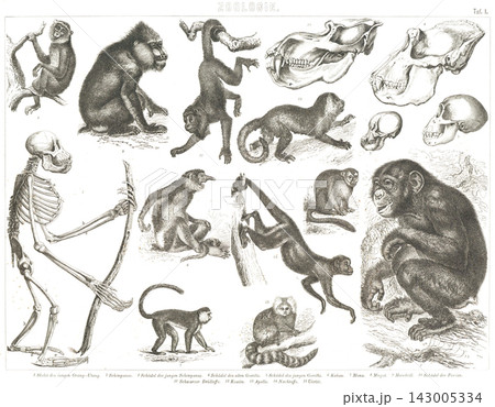 アンティークイラスト:ヨーロッパの百科事典 動物学 アンティークイラスト:ヨーロッパの百科事典 動物学 143005334
