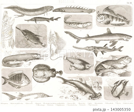 アンティークイラスト:ヨーロッパの百科事典 魚類 アンティークイラスト:ヨーロッパの百科事典 魚類 143005350
