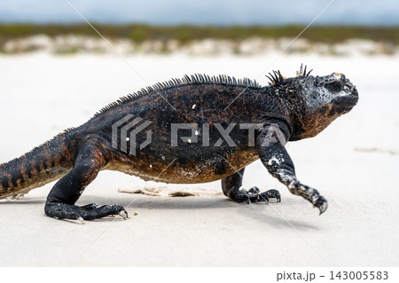 Marine iguana basking on Tortuga Bay beach, Galapagos, Ecuador Marine iguana basking on Tortuga Bay beach, Galapagos, Ecuador 143005583