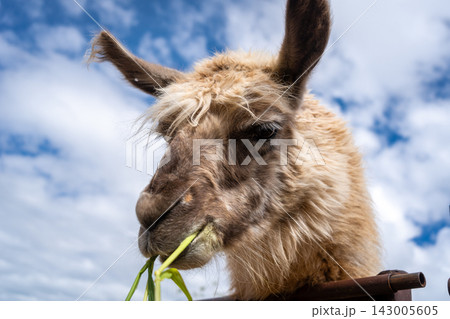 Fluffy Llama Chewing Grass Under a Blue Sky in Peru Fluffy Llama Chewing Grass Under a Blue Sky in Peru 143005605