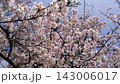 青空に映える満開の桜 143006017