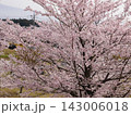 桜咲く 143006018