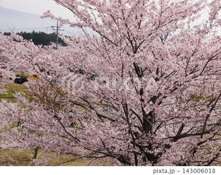 桜咲く 桜咲く 143006018
