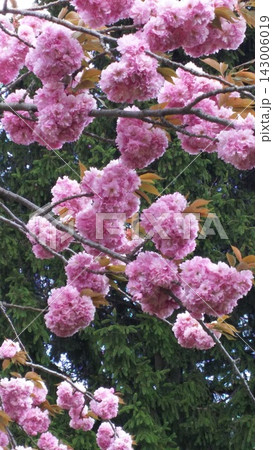 ピンク色の花を咲かす ピンク色の花を咲かす 143006019