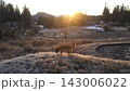 夕日に照らされる犬 143006022