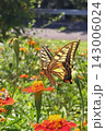 花の蜜を吸うアゲハチョウ 143006024
