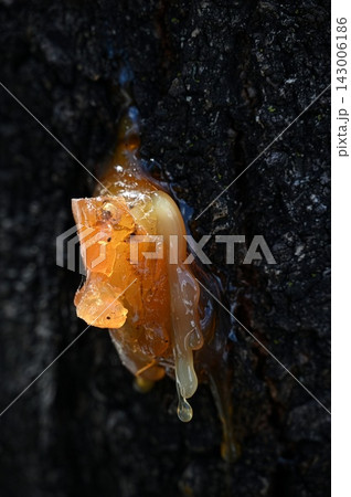 樹木から流れ出る琥珀色の樹液 樹木から流れ出る琥珀色の樹液 143006186
