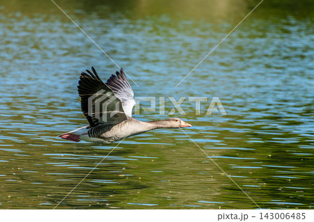 The flying greylag goose, Anser anser is a species of large goose 143006485
