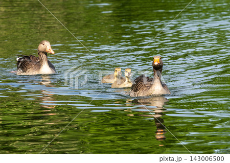 Family of greylag geese, Anser anser with small babies. Family of greylag geese, Anser anser with small babies. 143006500