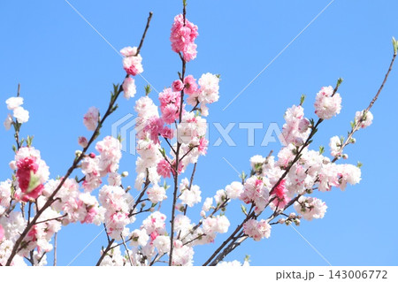 青空へと鮮やかに咲く花桃 青空へと鮮やかに咲く花桃 143006772
