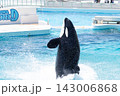 鴨川シーワールドのシャチショー 143006868
