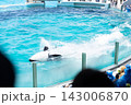 鴨川シーワールドのシャチショー 143006870