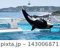鴨川シーワールドのシャチショー 143006871