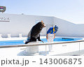 鴨川シーワールドのアシカショー 143006875
