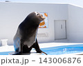 鴨川シーワールドのアシカ 143006876