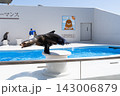 鴨川シーワールドのアシカショー 143006879