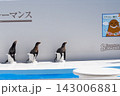 鴨川シーワールドのアシカショー 143006881