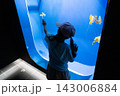 水族館でクラゲを観察する女の子 143006884