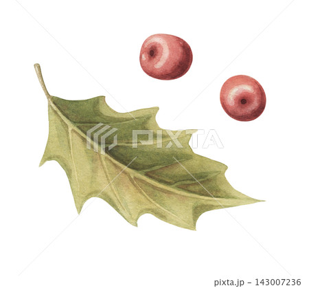 Holly berry set with watercolor red berries and green leaves. Christmas ilex plant creates a natural botanical design. Great for seasonal card and postcard. Traditional art suits gift label and print. 143007236